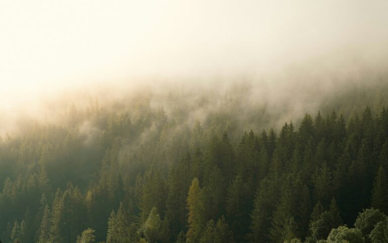 Misty forest with sunlit fog overhead
