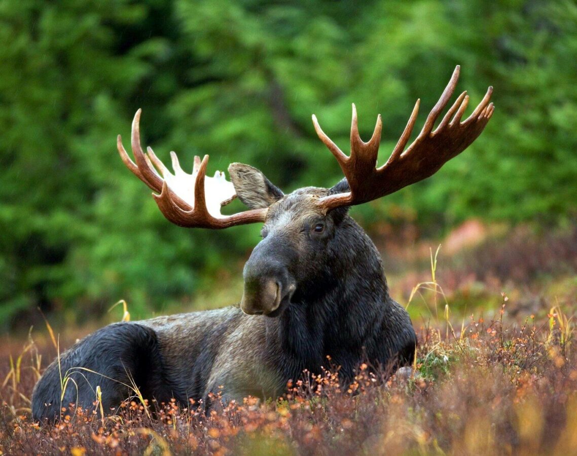 black moose lying on field during daytime
