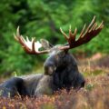 black moose lying on field during daytime